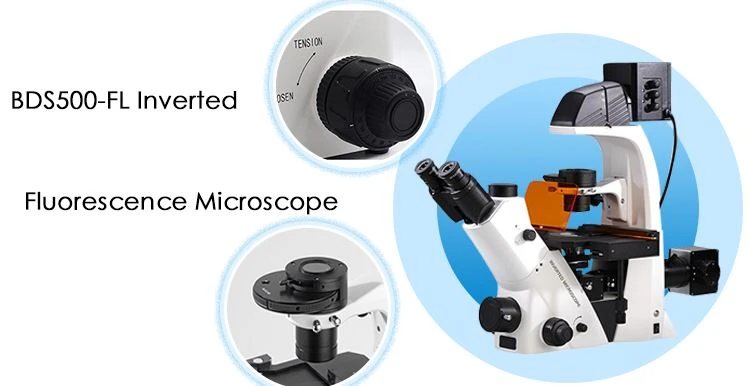 Phase Contrast Inverted Fluorsecence Microscope for sale